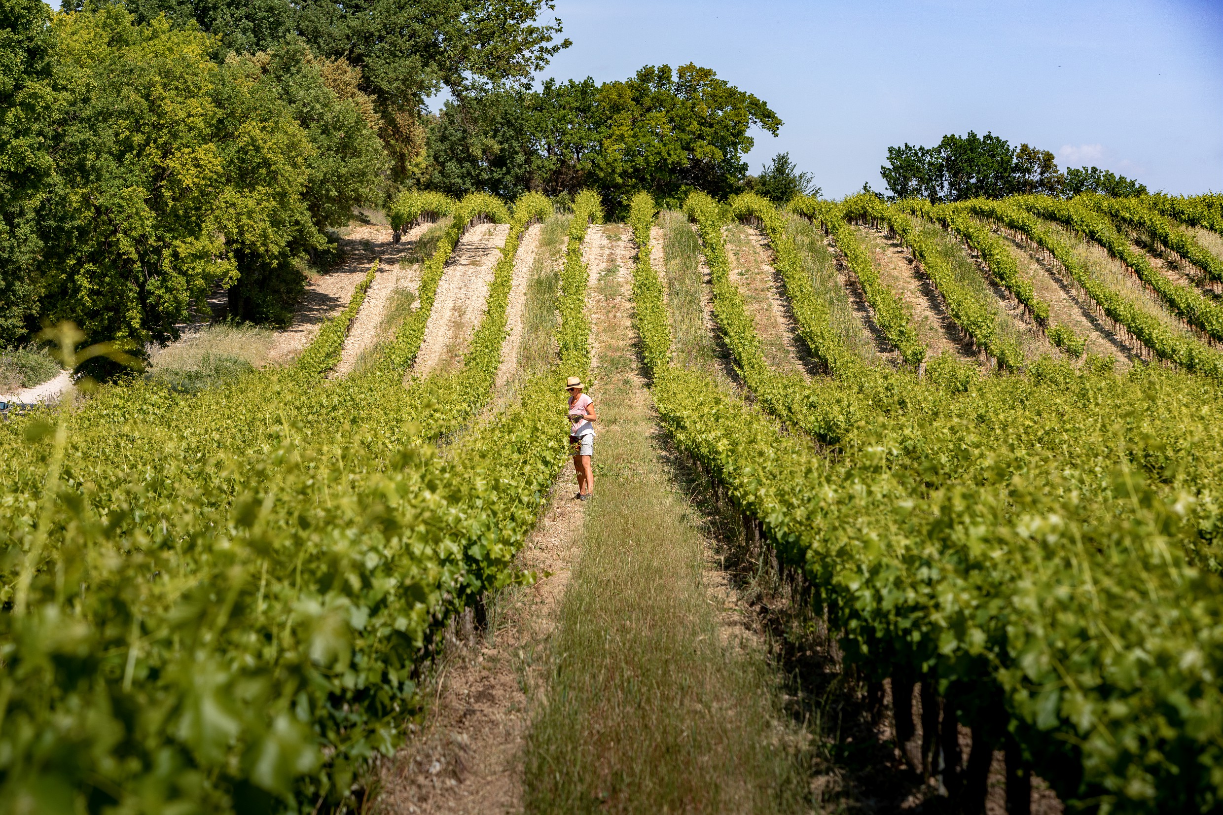 Vignoble des Côtes du Rhône