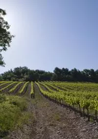 AOC CDRV Saint Pantaléon les vignes
