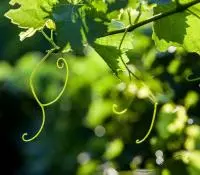 Feuilles de vigne