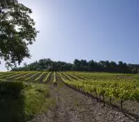 AOC CDRV Saint Pantaléon les vignes