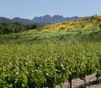 Côtes du Rhône Villages Sablet