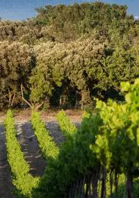 Vignes