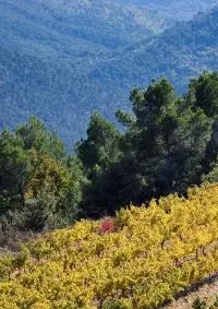 Roaix