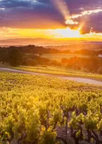 AOC CDRV Vaison la romaine