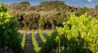 Vignes