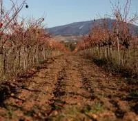 La gestion des jachères