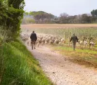 Le vitipastoralisme ou un mouton pour tondeuse