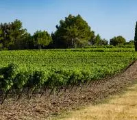 L'agroforesterie, la vigne comme jardin