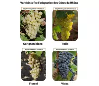 VIFA Côtes du Rhône