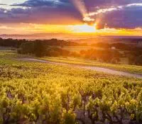 AOC CDRV Vaison la romaine