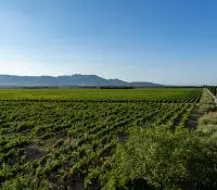 Côtes du Rhône Villages Plan de Dieu