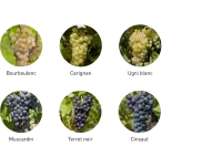 Cépages secondaires