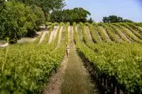 Vignoble des Côtes du Rhône