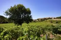 AOC CDRV Rousset les vignes