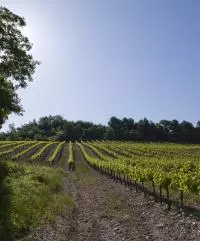 AOC CDRV Saint Pantaléon les vignes