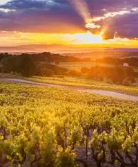 AOC CDRV Vaison la romaine