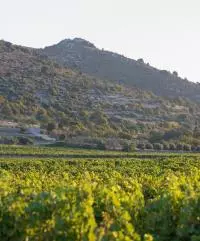 AOC CDRV Saint Andéol 