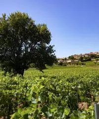 AOC CDRV Rousset les vignes