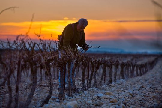 winegrower in vineyard, sunset