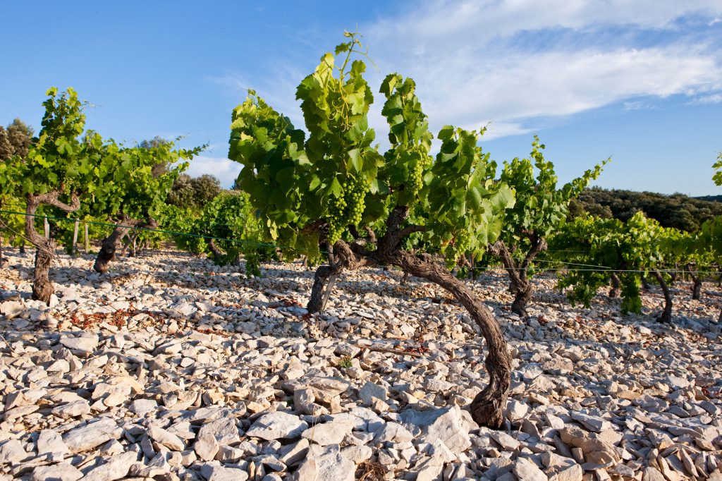 vines on stony soil